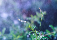 朱雨玲评樊振东德甲之旅：他是“向外求”的开拓者，走的是一条前人未走之路